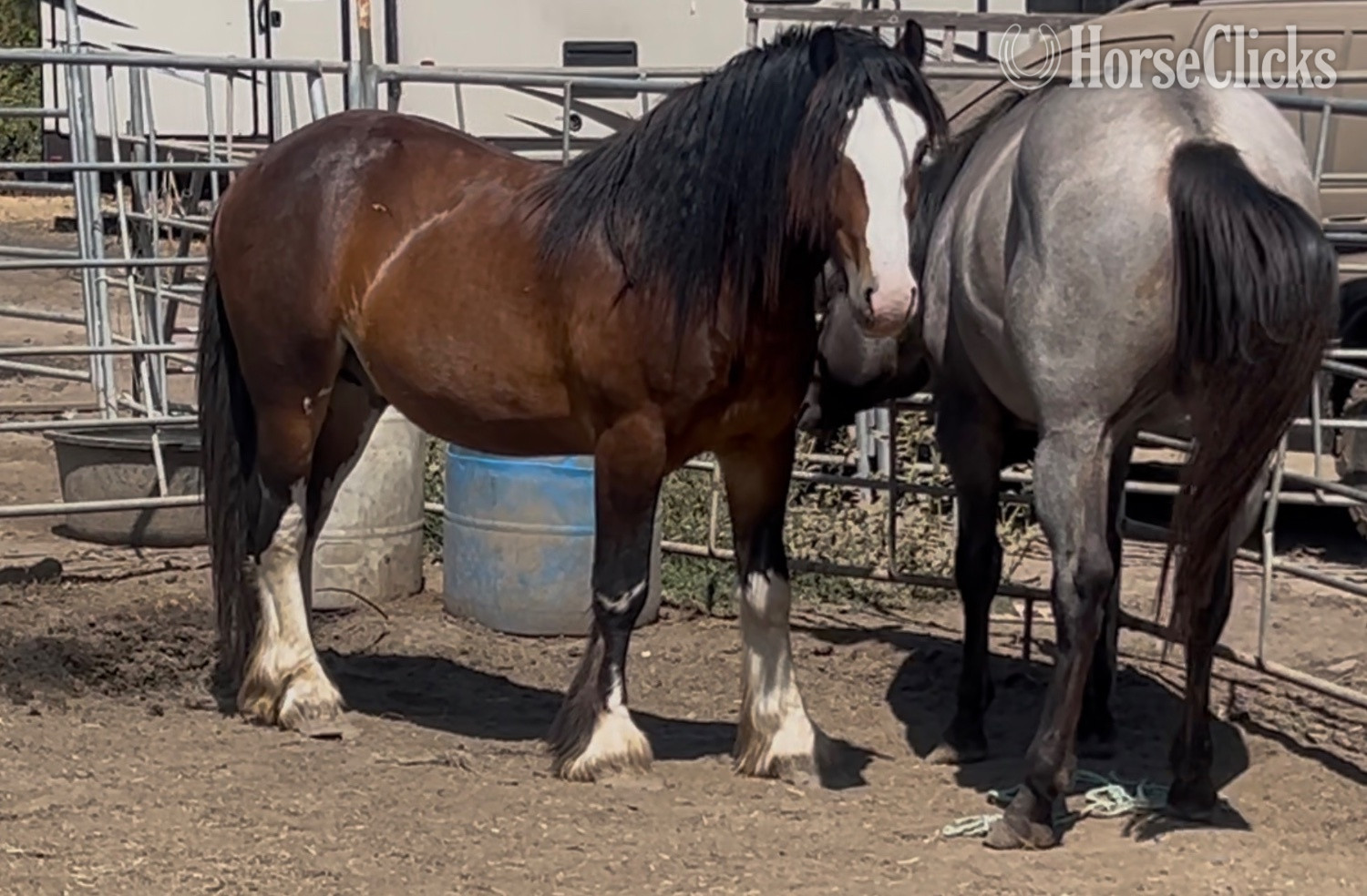 "Divine Meadows Mr Bombastic" Bay Colt Gypsy Vanner in Oregon