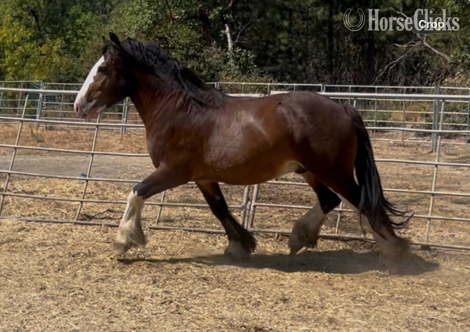 "Divine Meadows Mr Bombastic" Bay Colt Gypsy Vanner