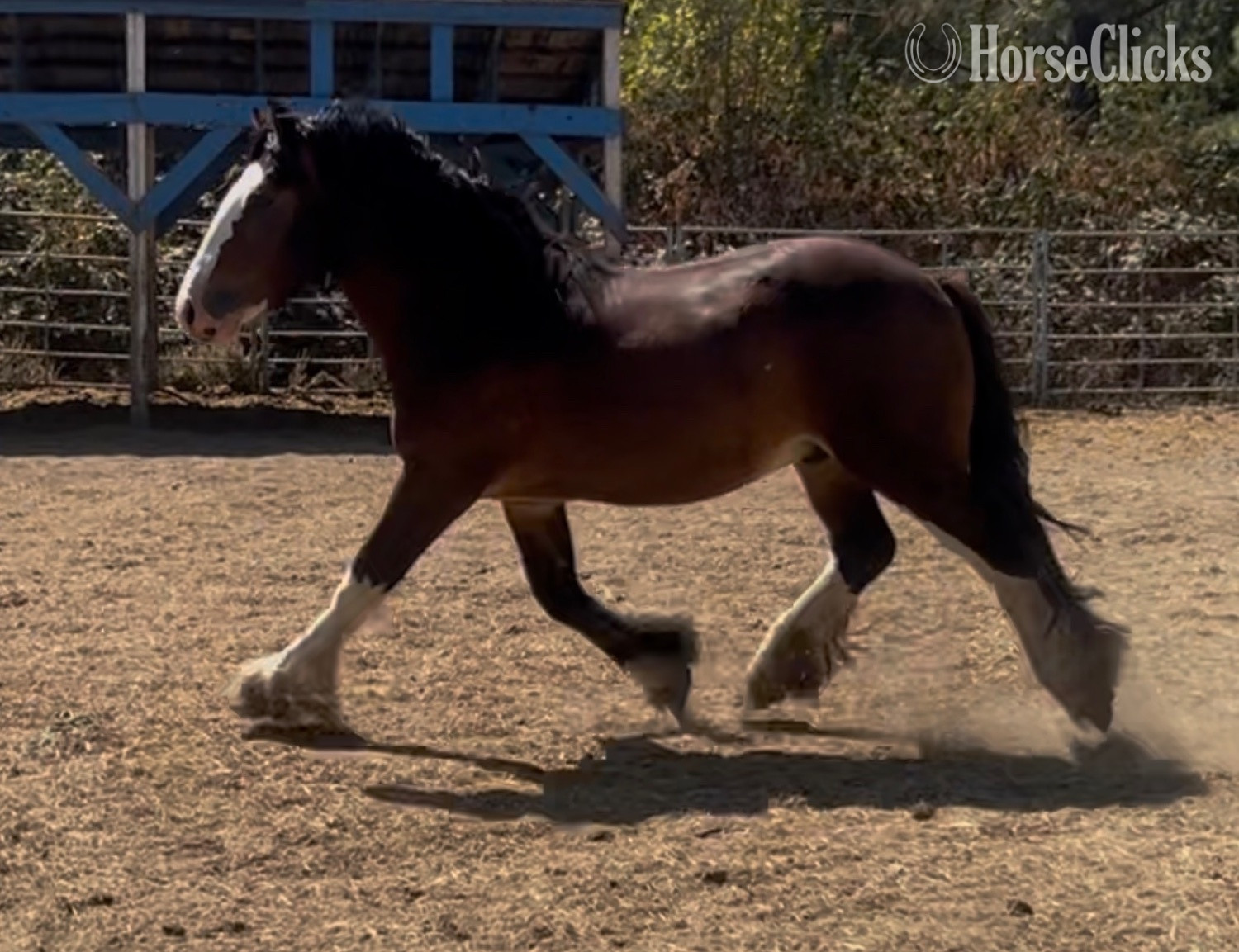 "Divine Meadows Mr Bombastic" Bay Colt Gypsy Vanner - Gypsy Vanner in Oregon