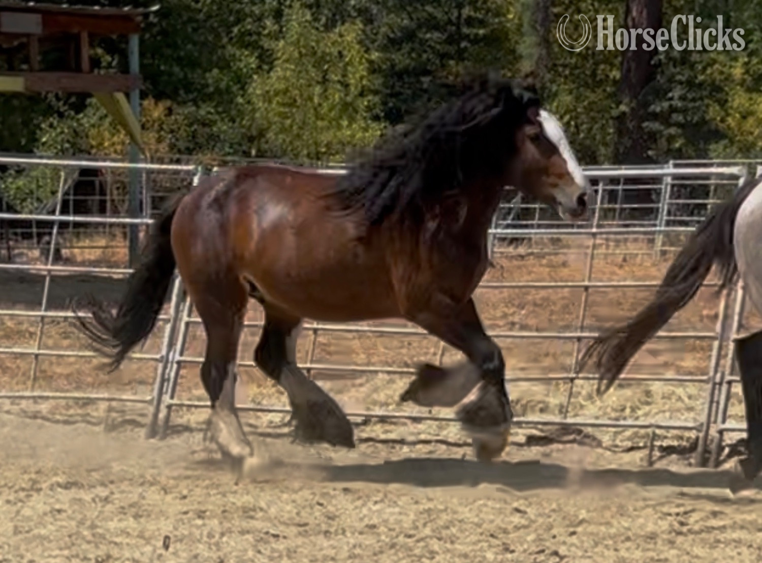 "Divine Meadows Mr Bombastic" Bay Colt Gypsy Vanner - Gypsy Vanner