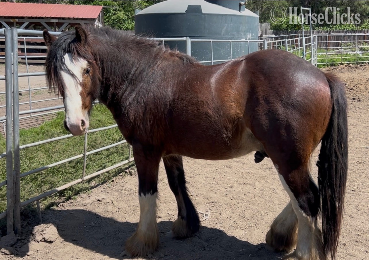 Gypsy Vanner - "Divine Meadows Mr Bombastic" Bay Colt Gypsy Vanner in Oregon