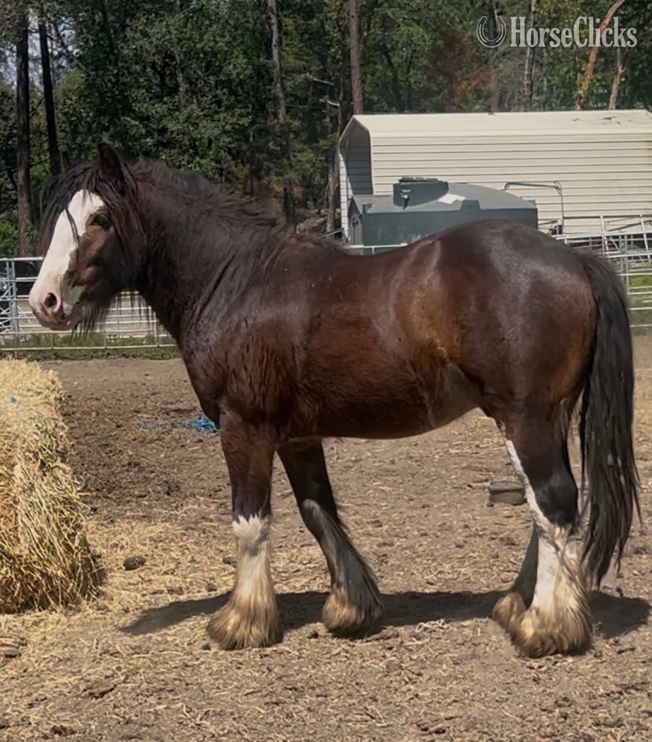 Gypsy Vanner - "Divine Meadows Mr Bombastic" Bay Colt Gypsy Vanner