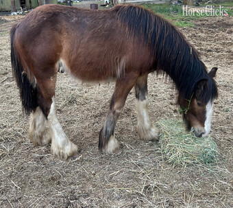 "Shaggy " Bay Colt Gypsy Vanner