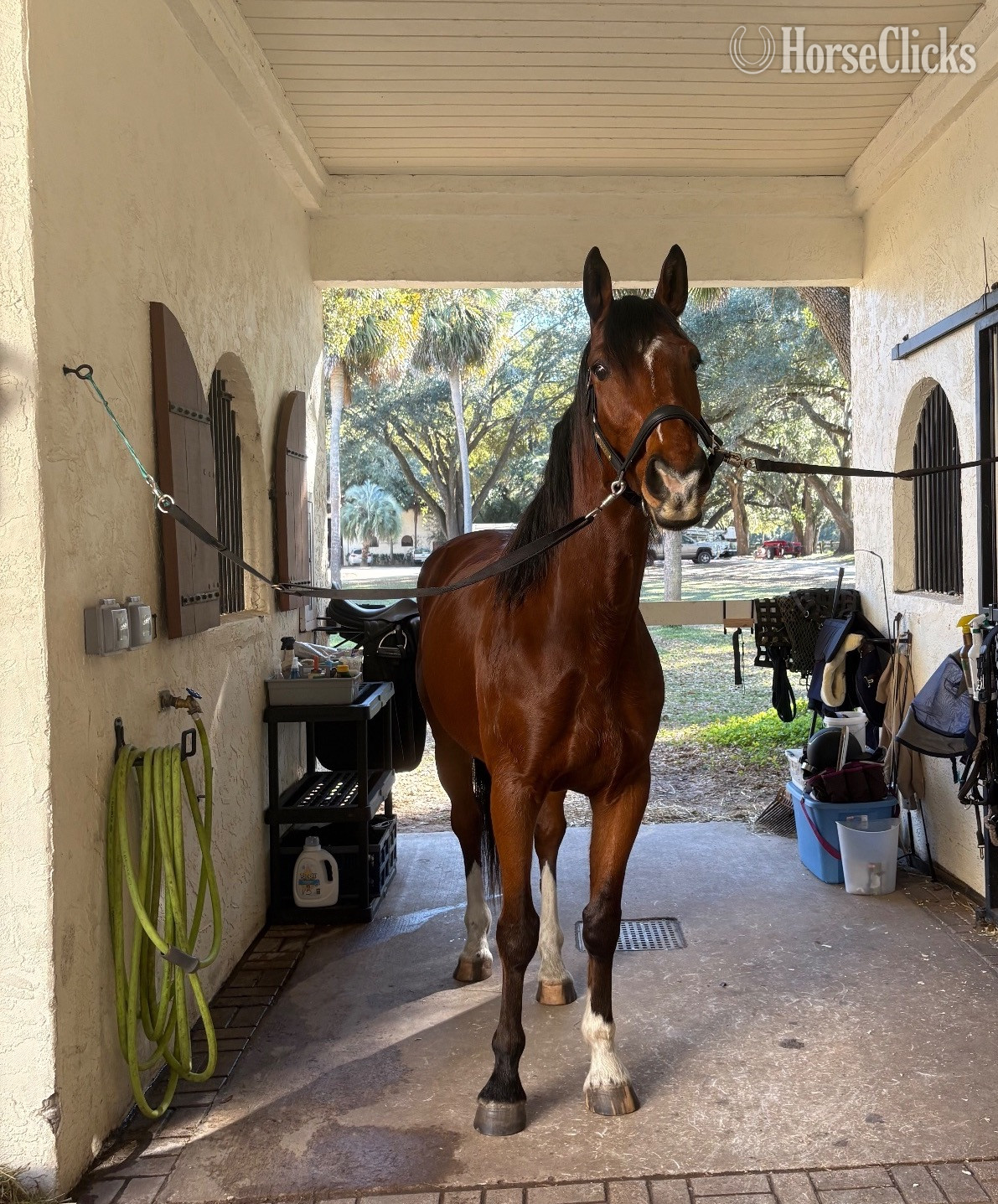 "Illyano" Bay Gelding Holsteiner in Florida