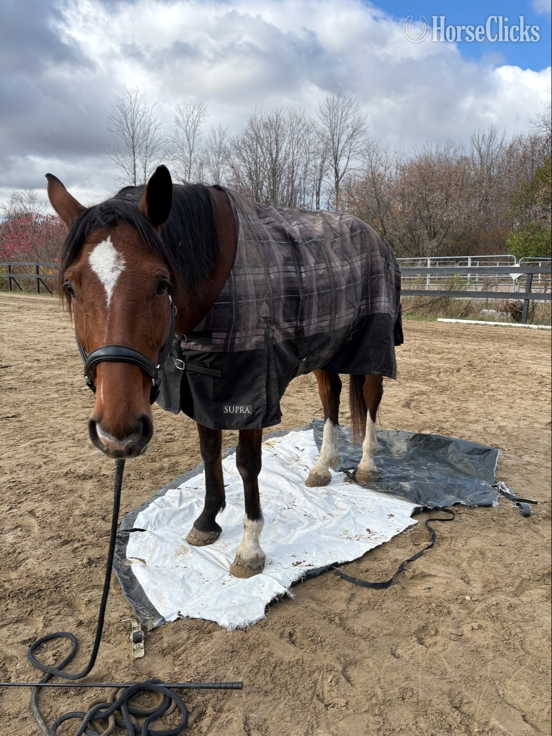 "Illyano" Bay Gelding Holsteiner
