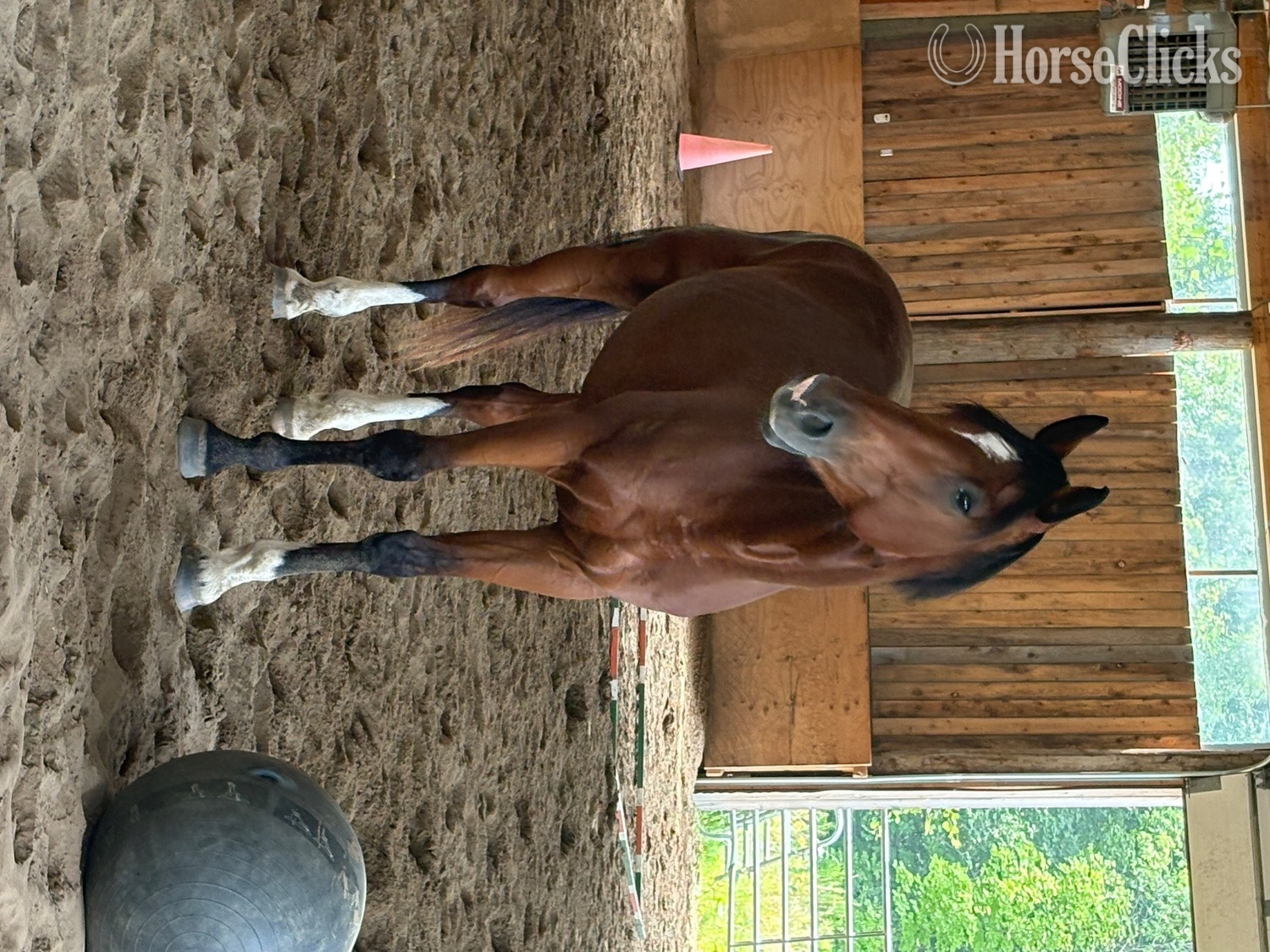 Florida "Illyano" Bay Gelding Holsteiner