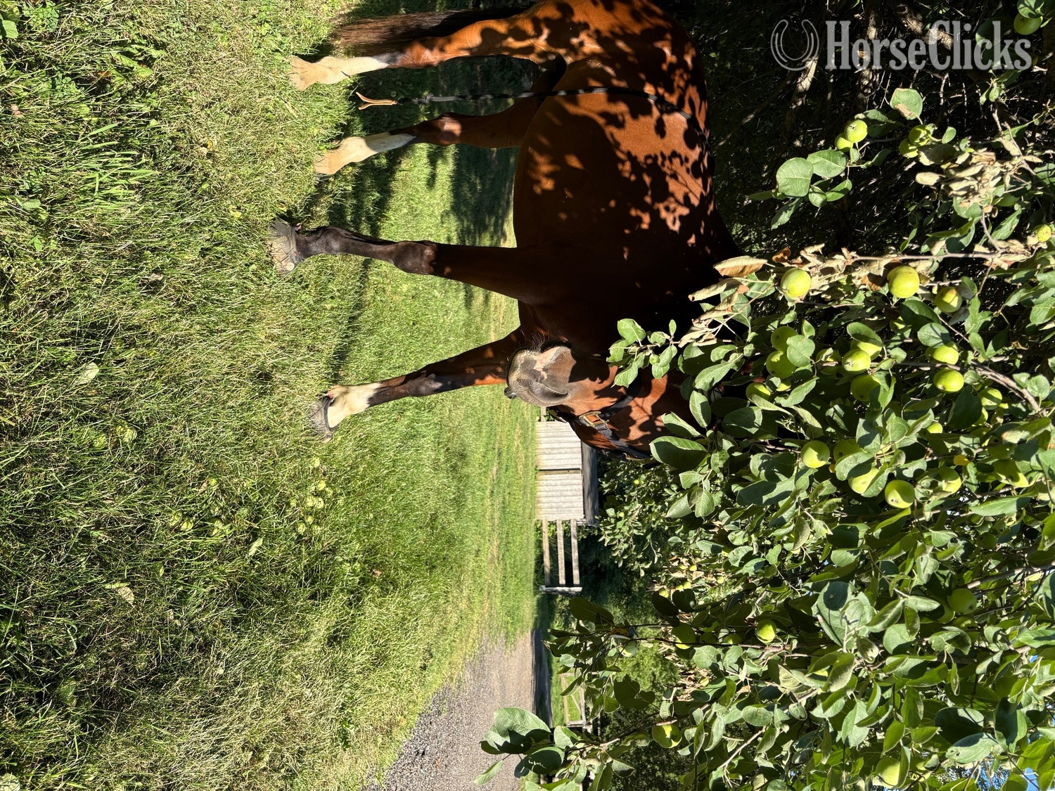 "Illyano" Bay Gelding Holsteiner - Holsteiner in Florida