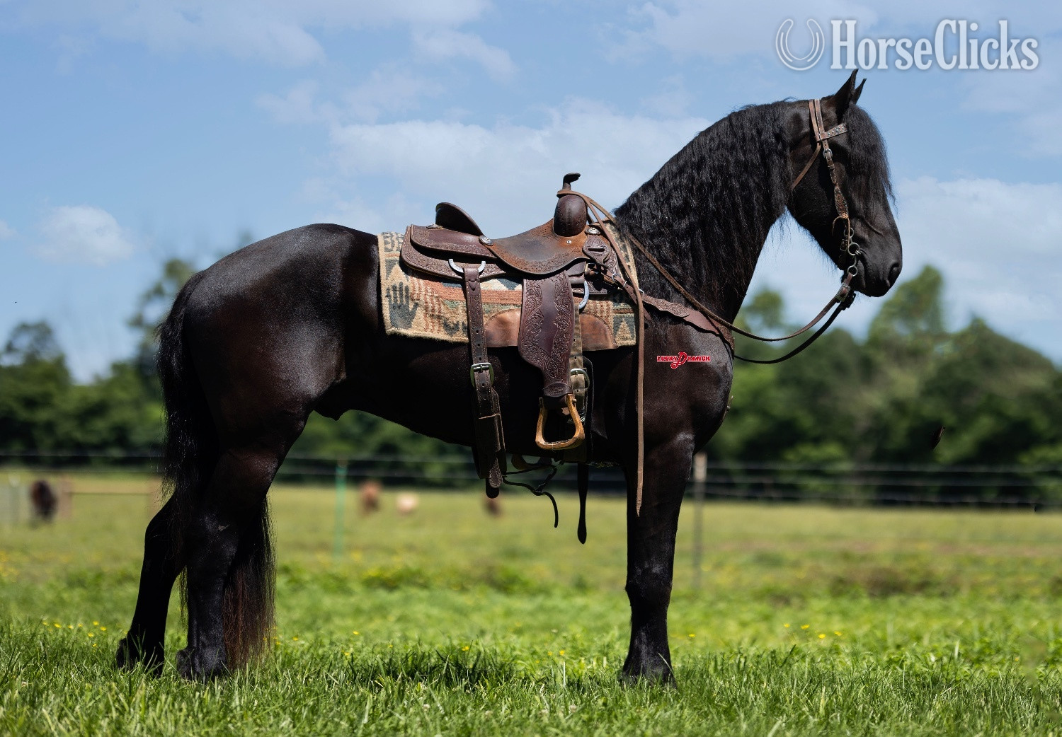 "Master" Black Gelding Friesian in Missouri