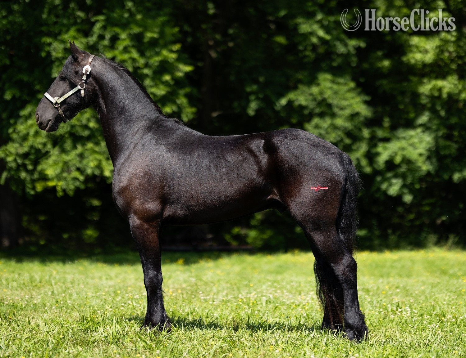 "Master" Black Gelding Friesian - Friesian in Missouri