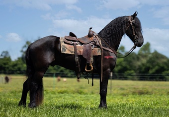 "Master" Black Gelding Friesian