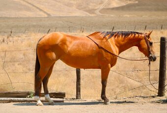 "DELILAH" Buckskin Mare Quarter Horse