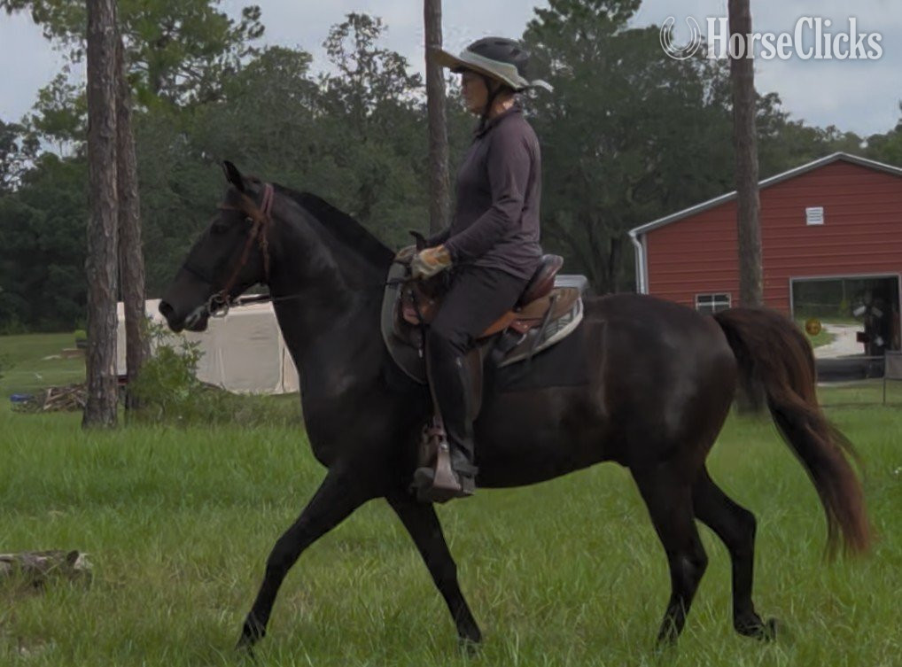 "KMSH" Black Gelding Kentucky Mountain