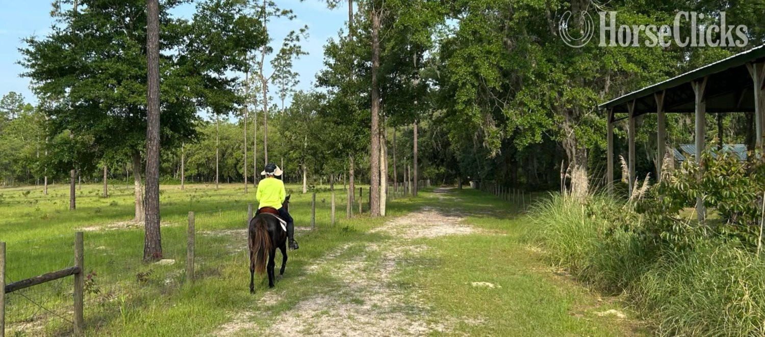 "KMSH" Black Gelding Kentucky Mountain - Kentucky Mountain