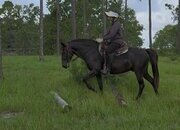 "KMSH" Black Gelding Kentucky Mountain