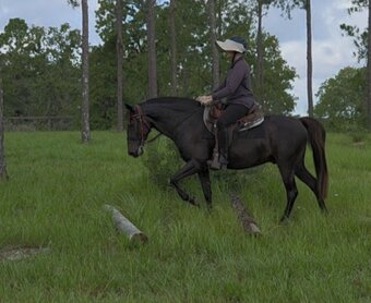 "KMSH" Black Gelding Kentucky Mountain