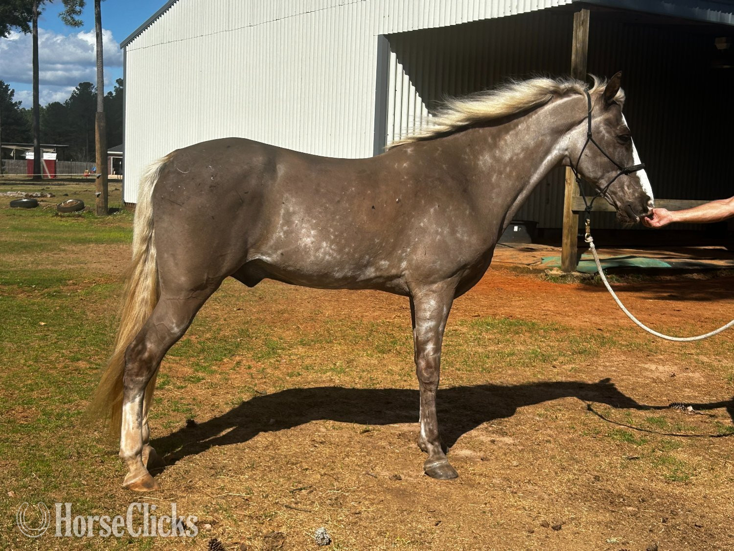 "Rip" Silver Dapple Gelding Tennessee Walker in Alabama
