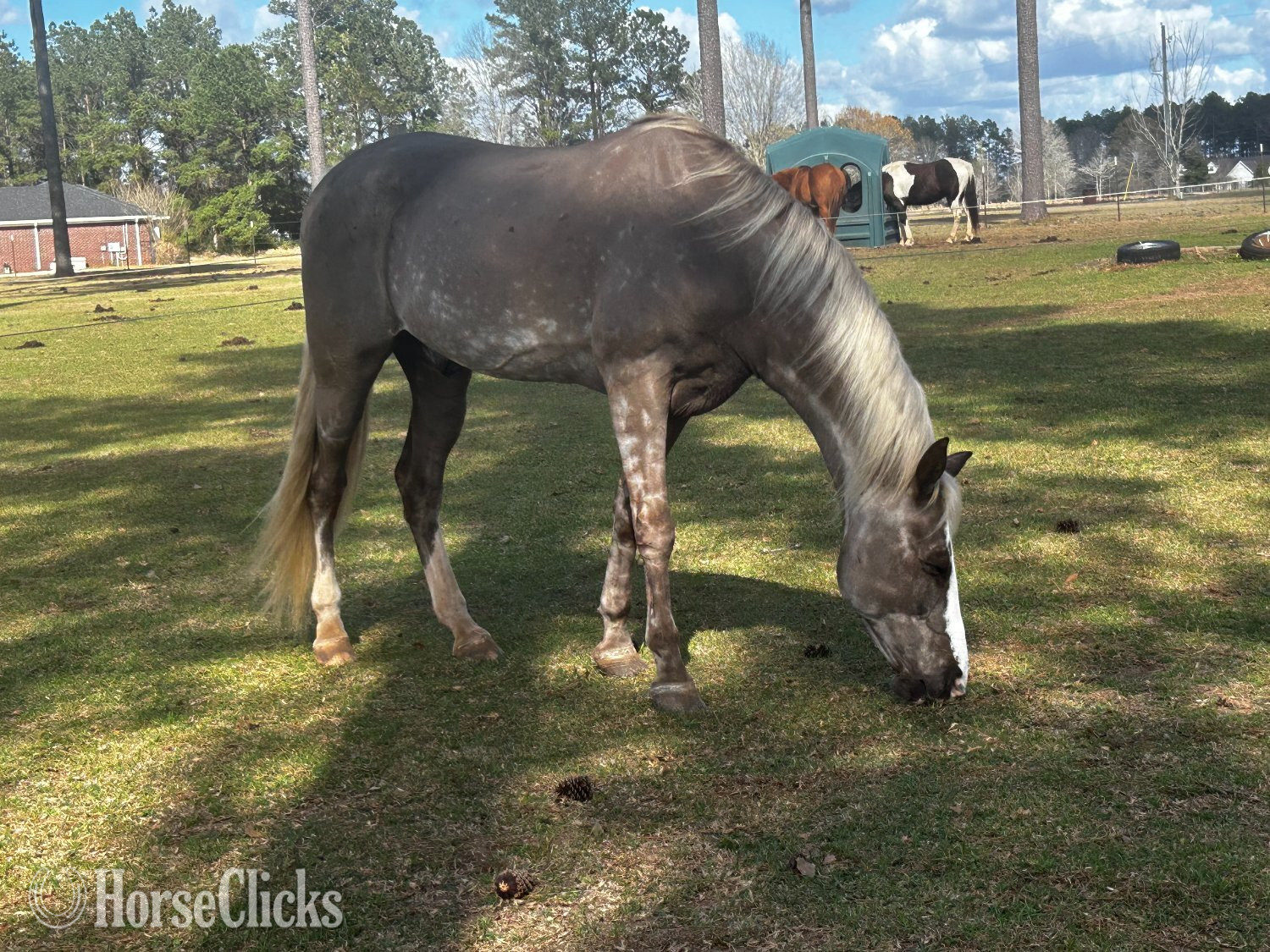 "Rip" Silver Dapple Gelding Tennessee Walker