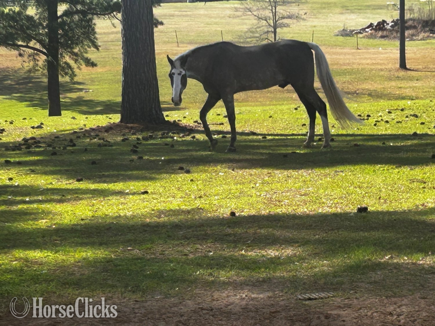 Alabama "Rip" Silver Dapple Gelding Tennessee Walker