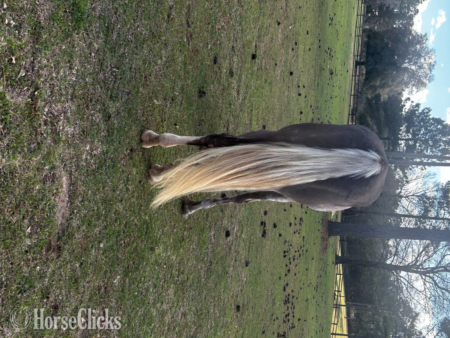 "Rip" Silver Dapple Gelding Tennessee Walker - Tennessee Walker in Alabama