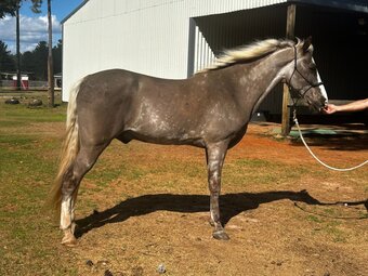 "Rip" Silver Dapple Gelding Tennessee Walker