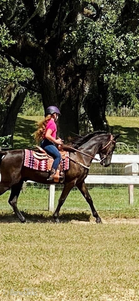 "He’s Dilly Dilly" Black Gelding Tennessee Walker in Florida