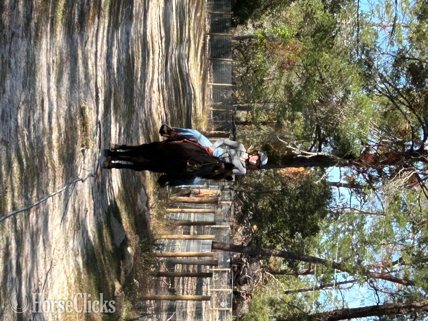 "He’s Dilly Dilly" Black Gelding Tennessee Walker