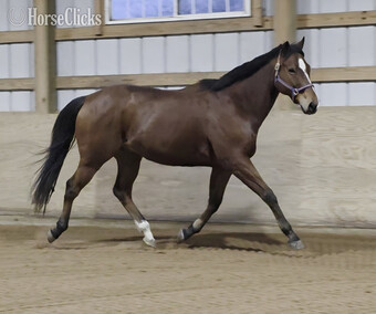 "Denali" Bay Gelding Appendix