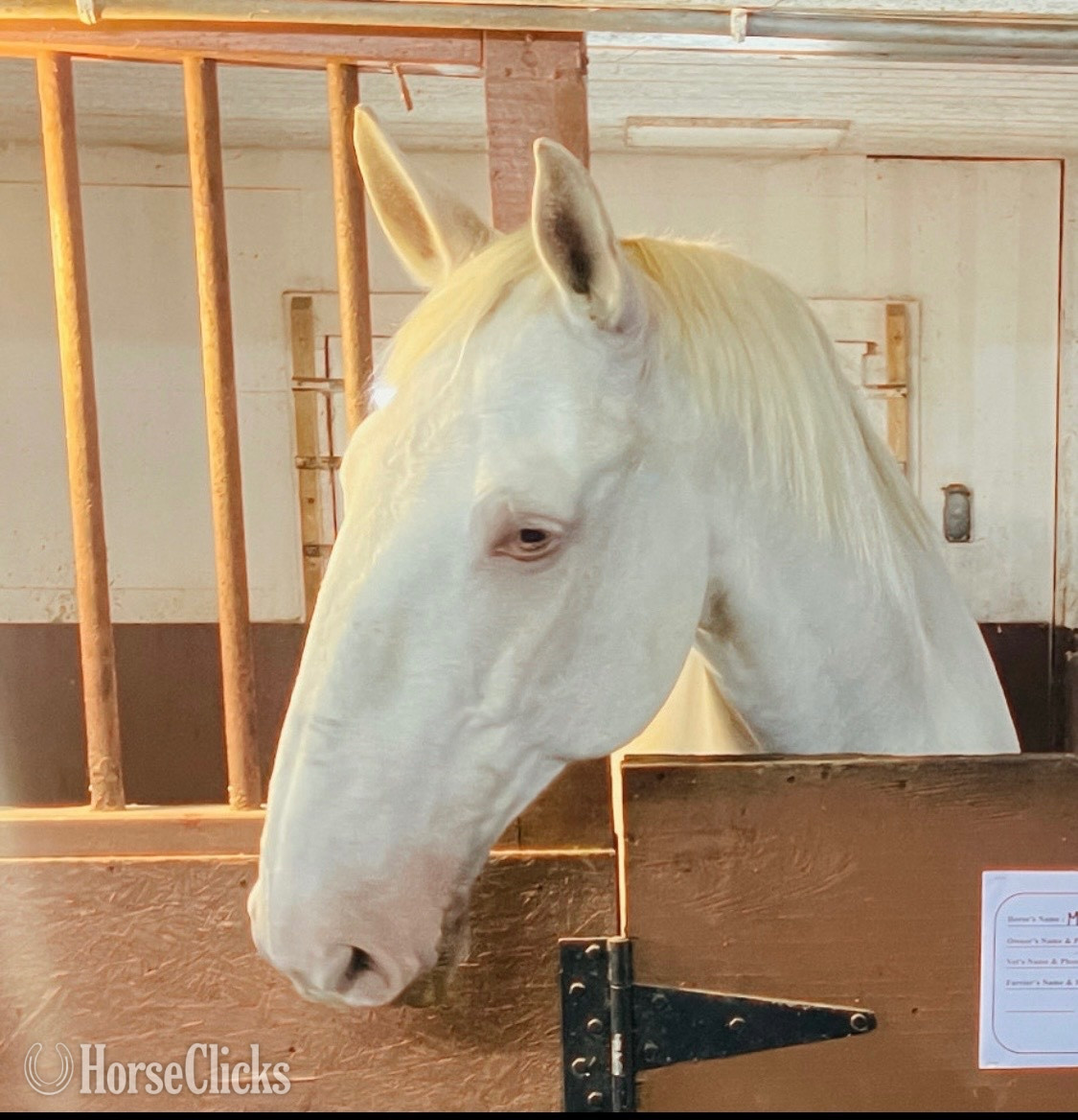 "Rubio " Cremello Gelding Lusitano