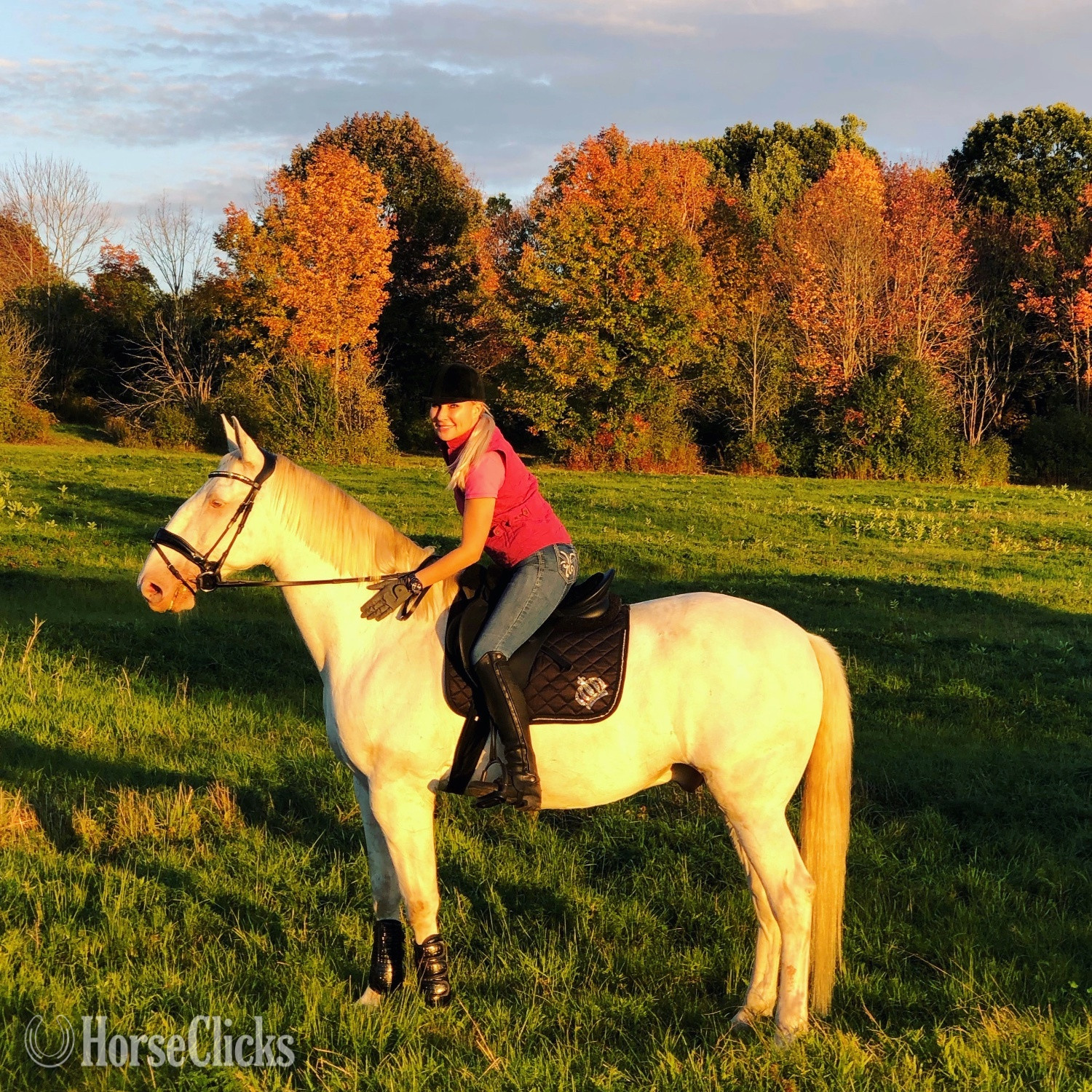 Massachusetts "Rubio " Cremello Gelding Lusitano