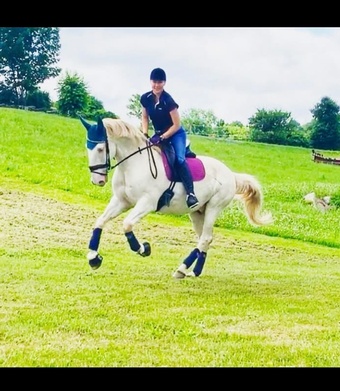 "Rubio " Cremello Gelding Lusitano