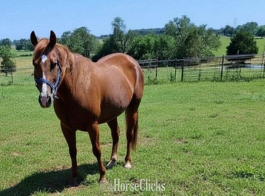 "Crimnson Heaven" Sorrel Mare Quarter Horse in Colorado