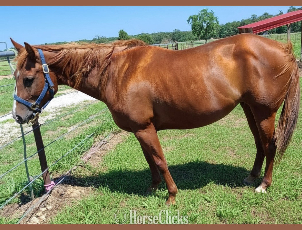 "Crimnson Heaven" Sorrel Mare Quarter Horse