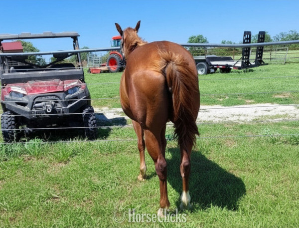 Colorado "Crimnson Heaven" Sorrel Mare Quarter Horse
