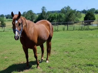 "Crimnson Heaven" Sorrel Mare Quarter Horse