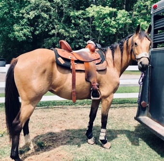 "Concho" Buckskin Gelding Quarter Horse