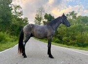 "Tuf" Blue Roan Gelding Kentucky Mountain