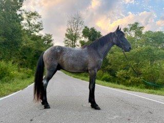 "Tuf" Blue Roan Gelding Kentucky Mountain