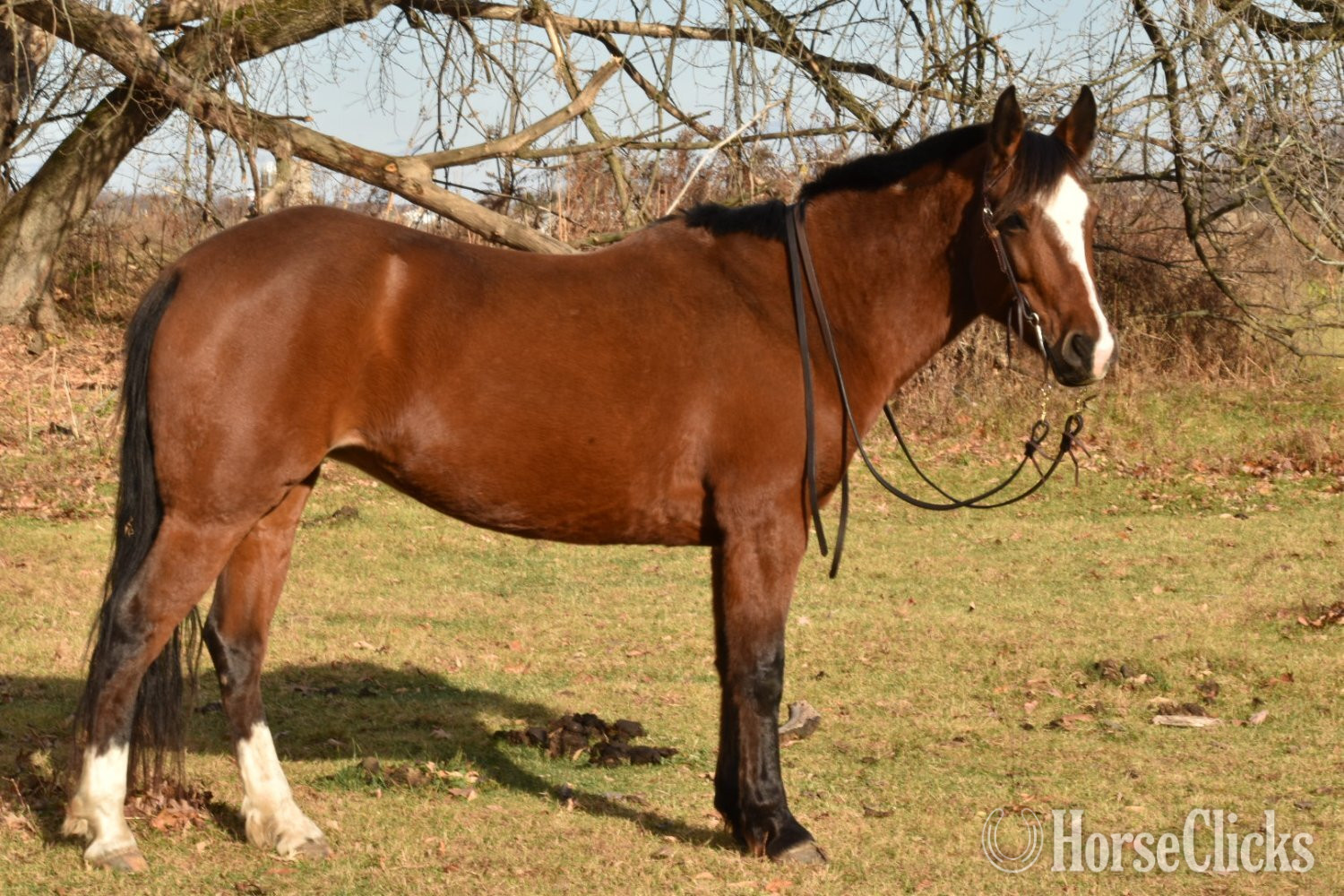 "Malibu " Bay Mare Mustang in Wisconsin
