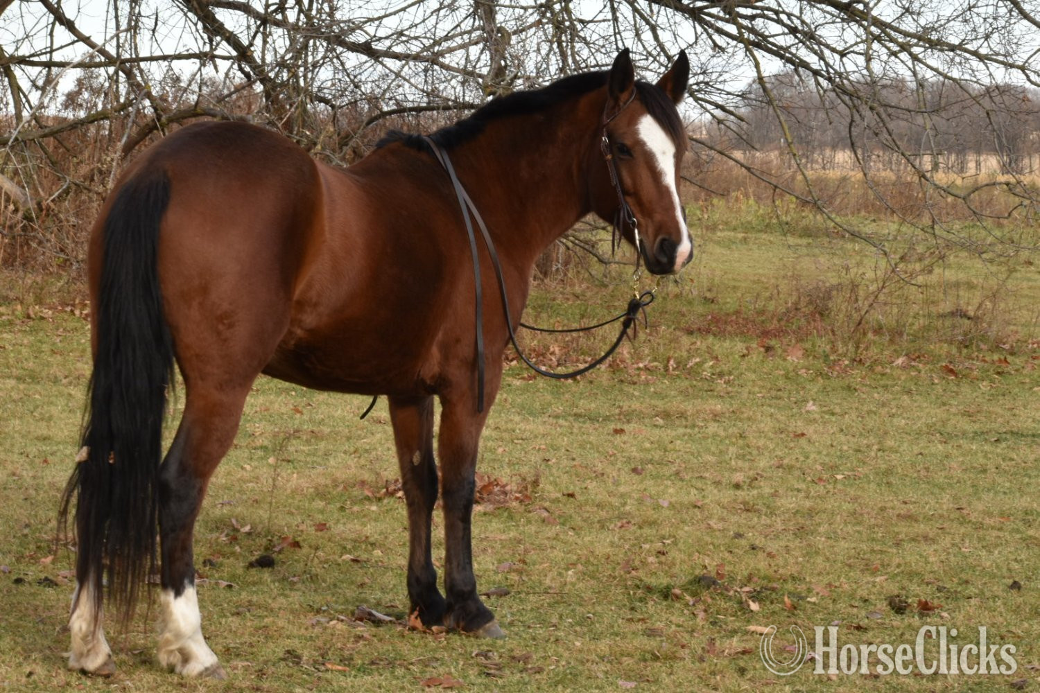 "Malibu " Bay Mare Mustang