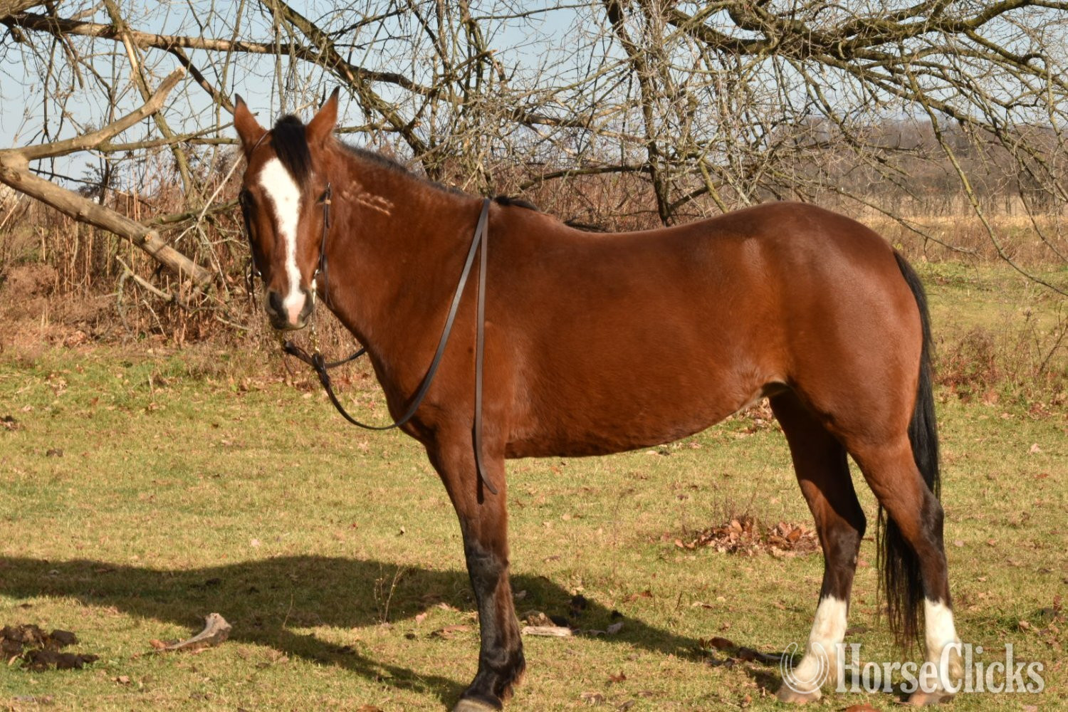 Wisconsin "Malibu " Bay Mare Mustang