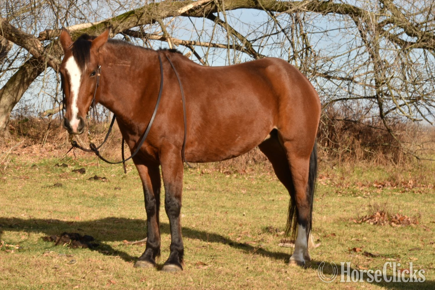 "Malibu " Bay Mare Mustang - Mustang in Wisconsin