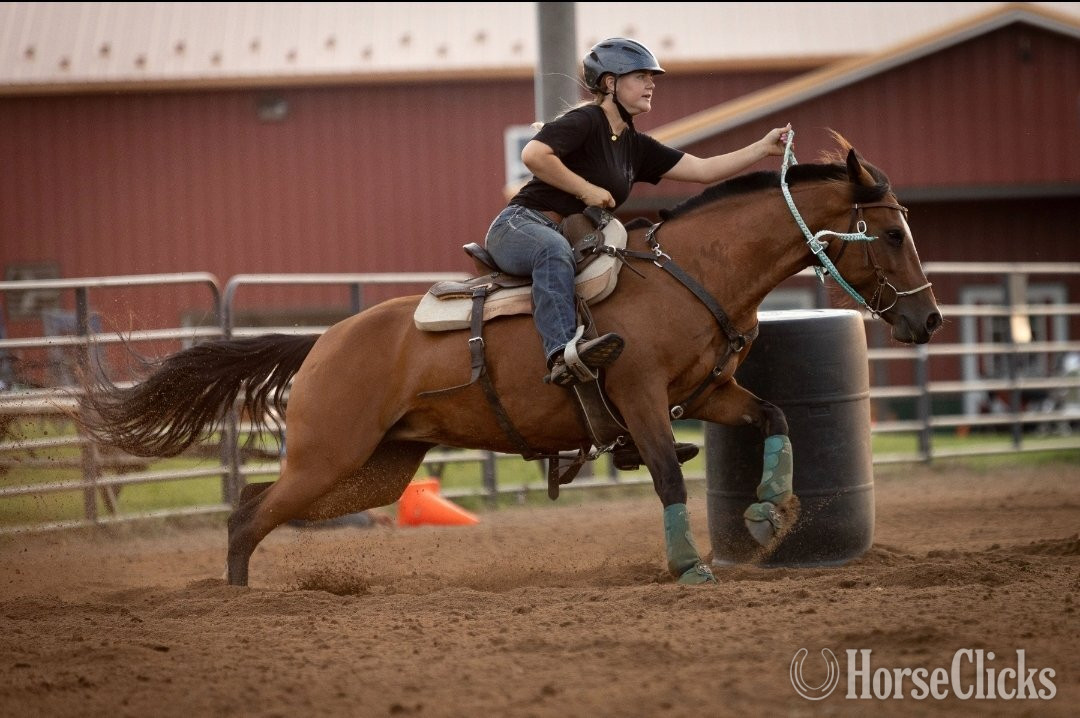 "Malibu " Bay Mare Mustang - Mustang