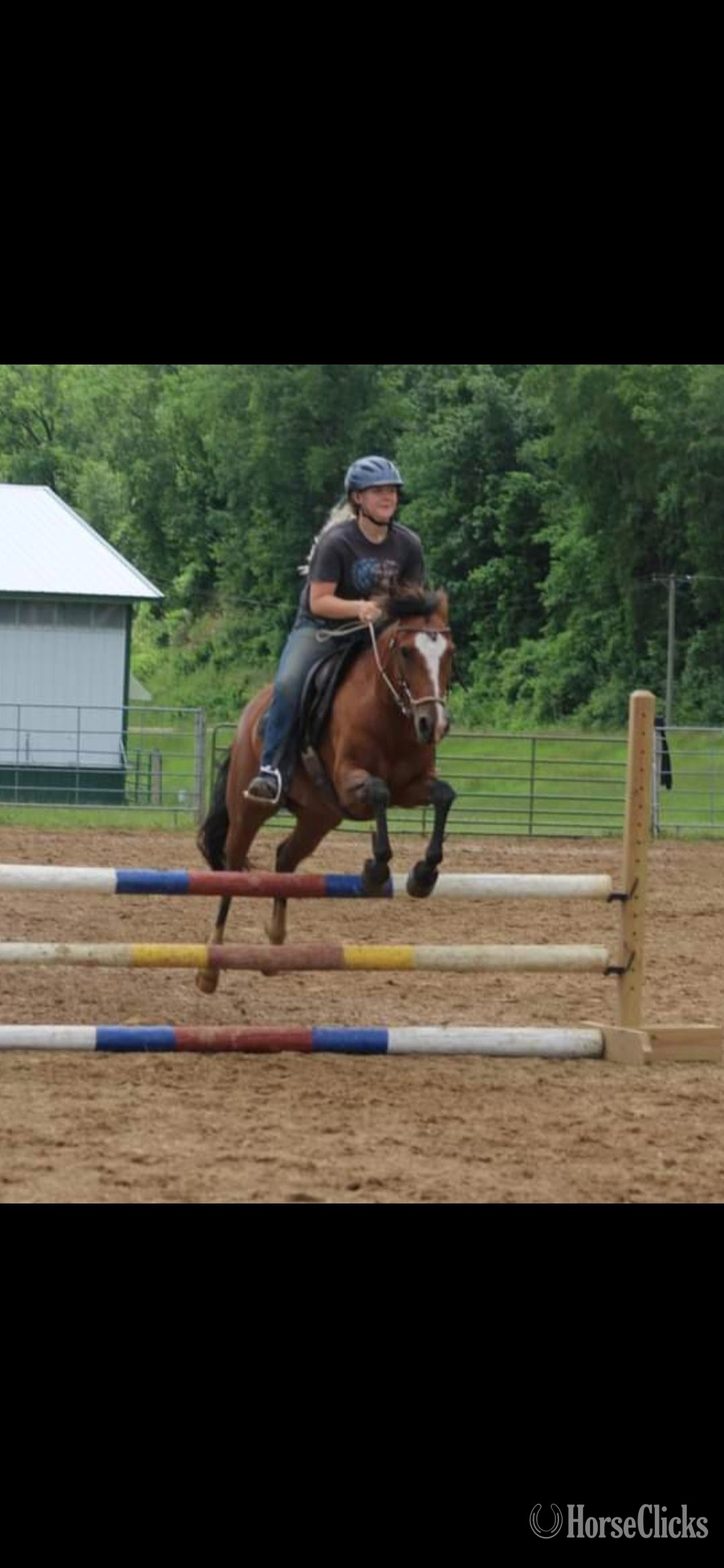 "Malibu " Bay Mare Mustang Wisconsin
