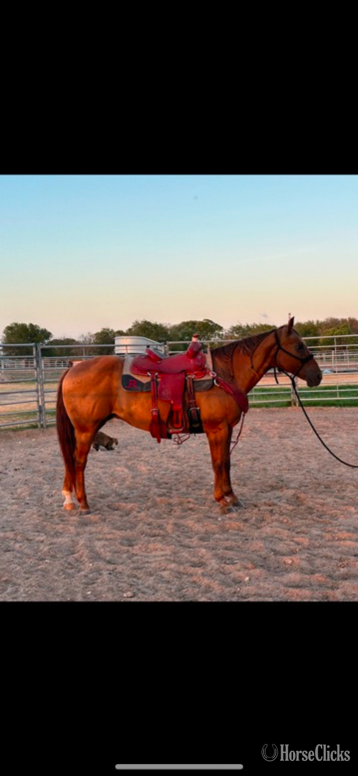 "Peppy" Sorrel Mare Quarter Horse in Texas