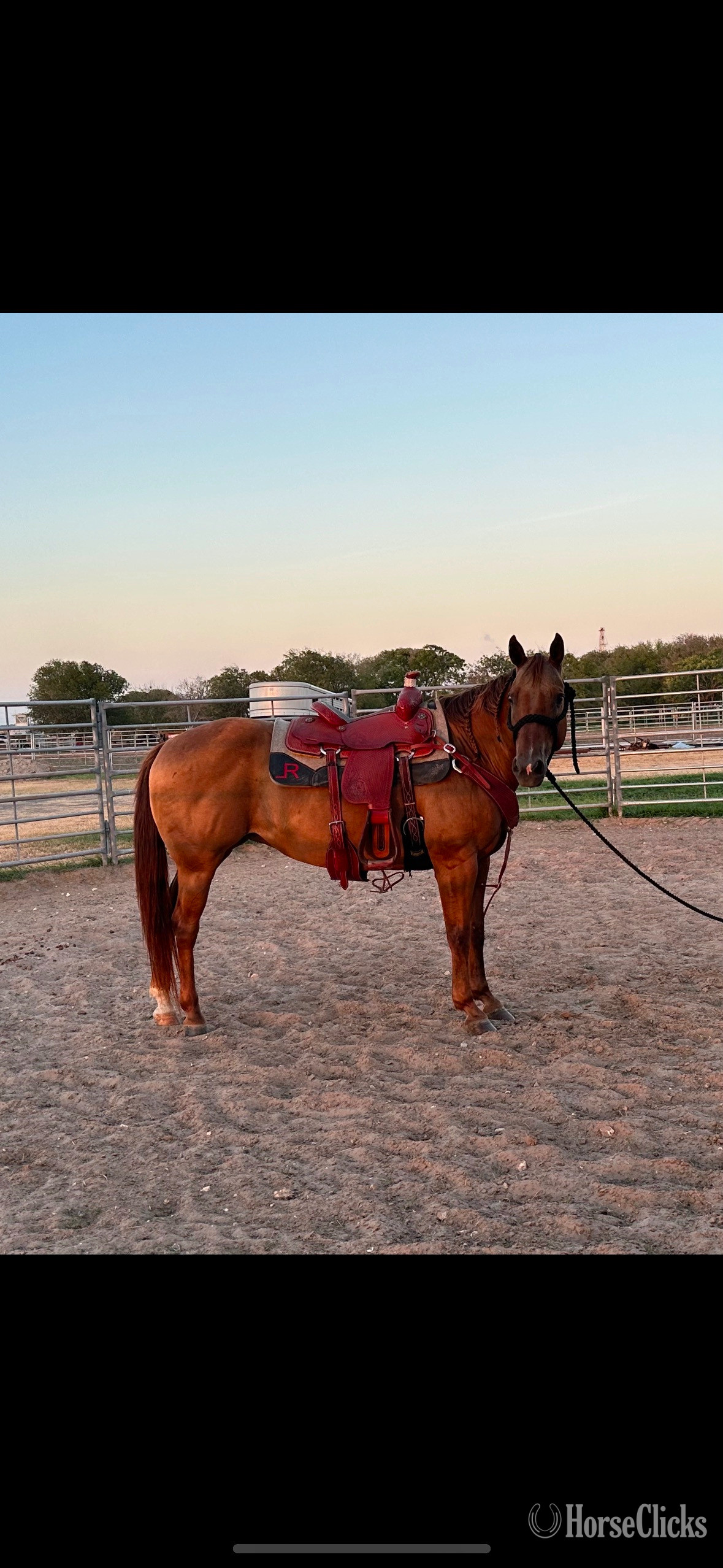 "Peppy" Sorrel Mare Quarter Horse
