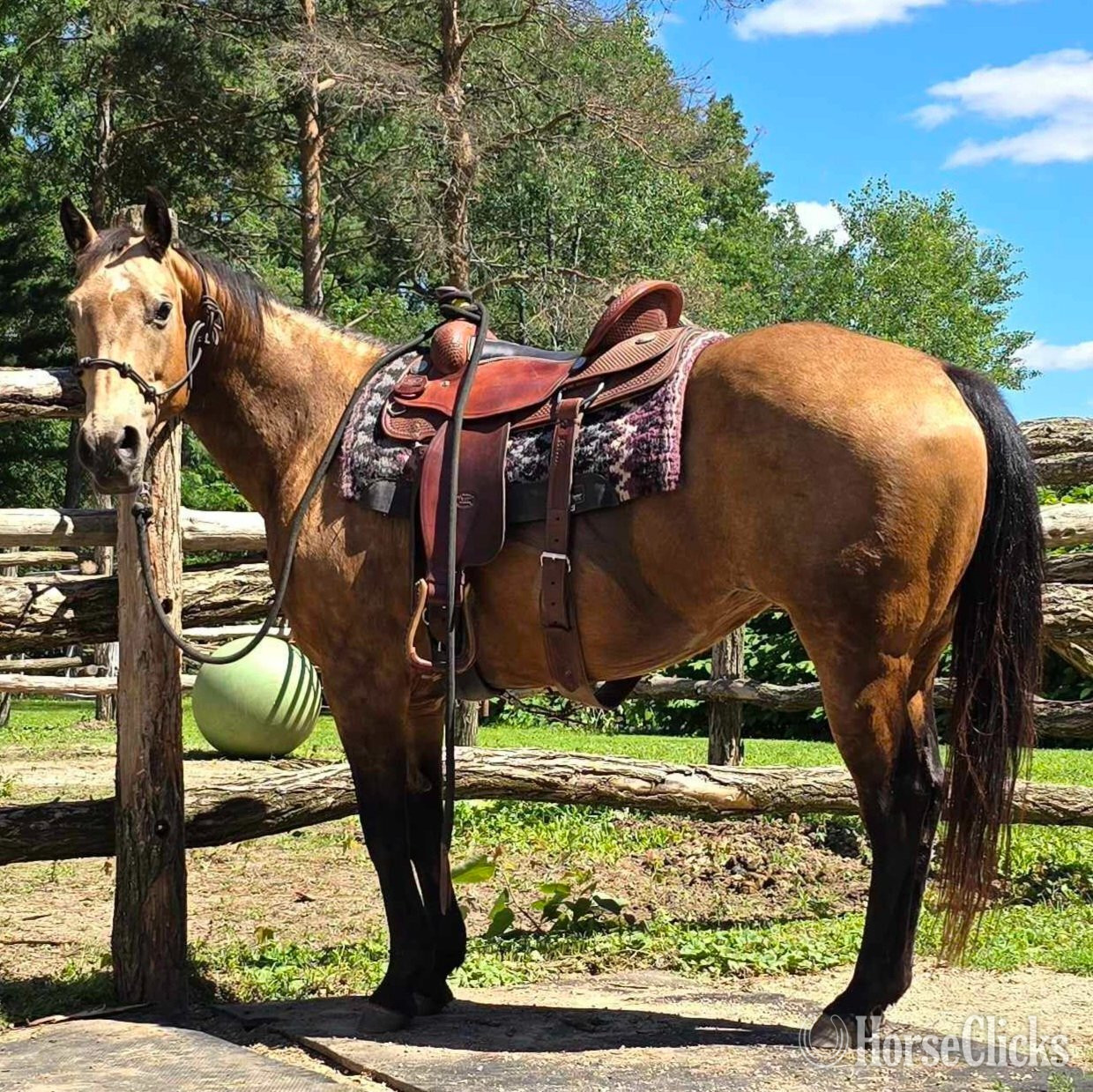 "Bailey " Buckskin Mare Quarter Horse in Wisconsin