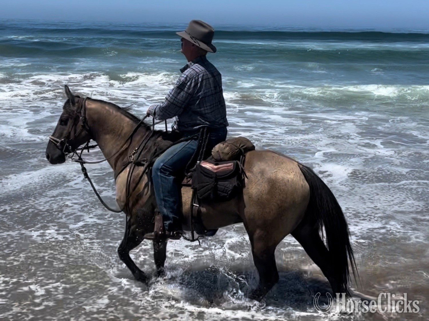 "Slater" Grullo Gelding Quarter Horse in California