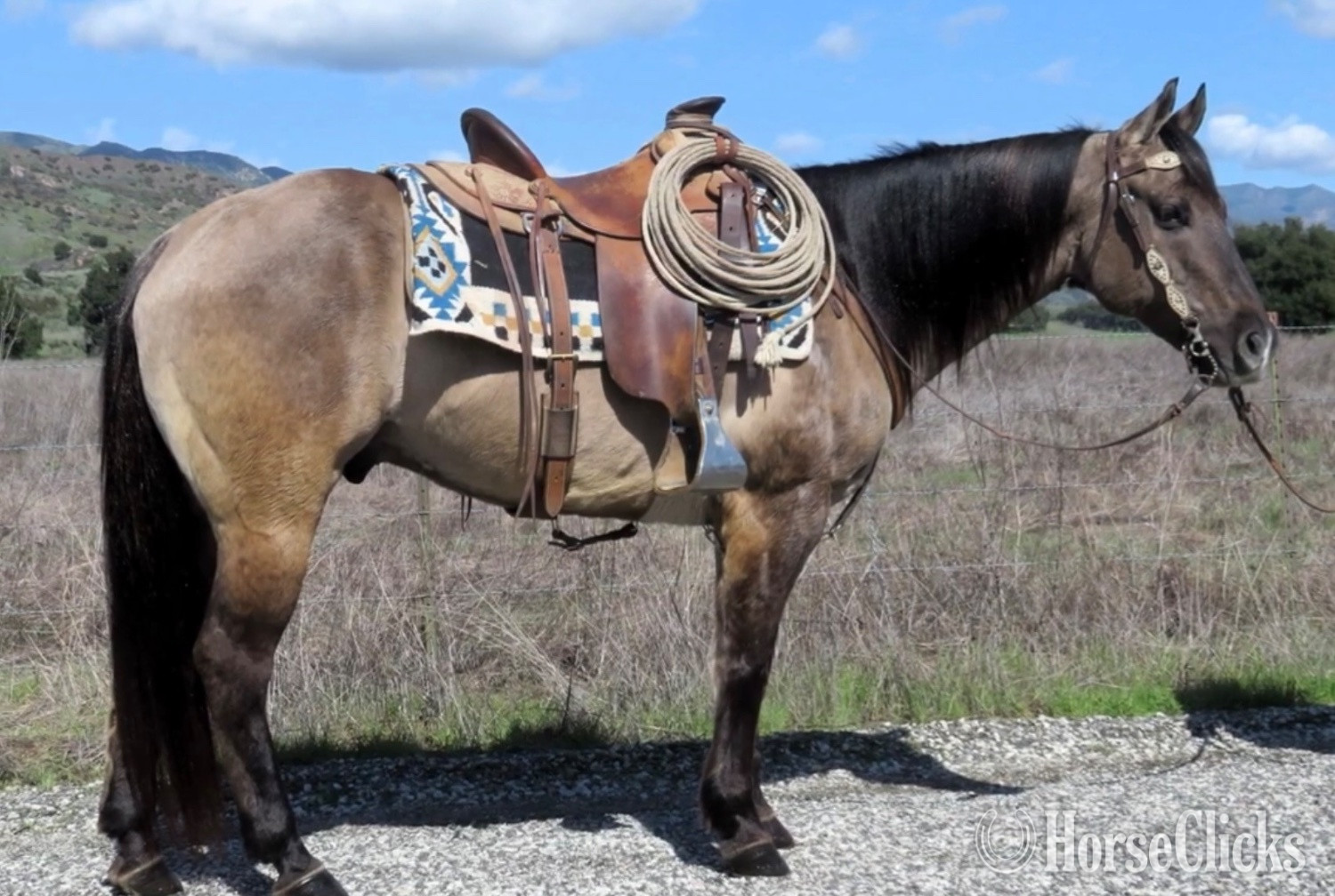 "Slater" Grullo Gelding Quarter Horse