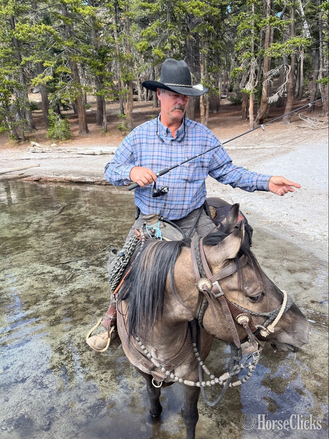 "Slater" Grullo Gelding Quarter Horse - Quarter Horse in California