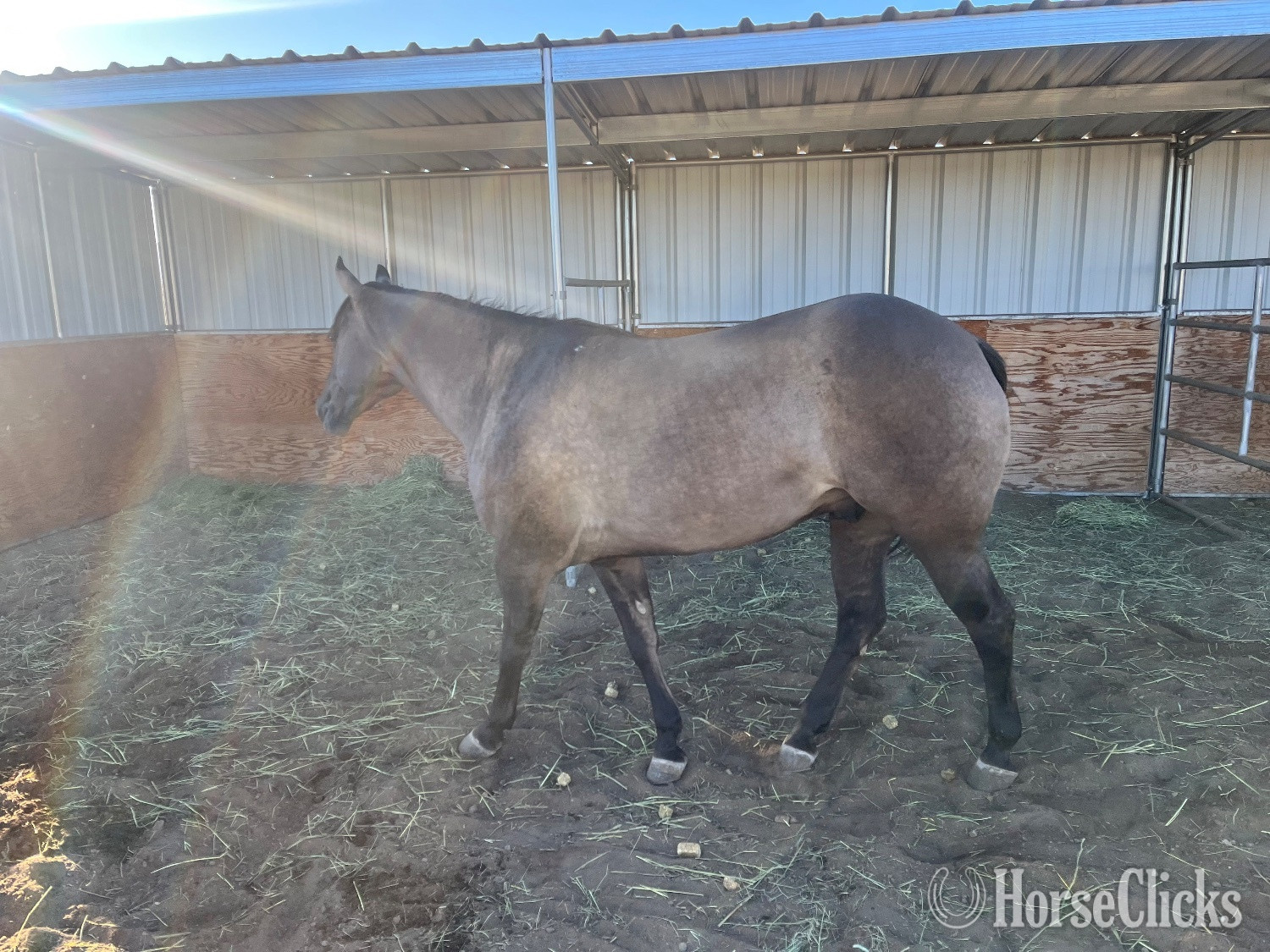 "Slater" Grullo Gelding Quarter Horse - Quarter Horse